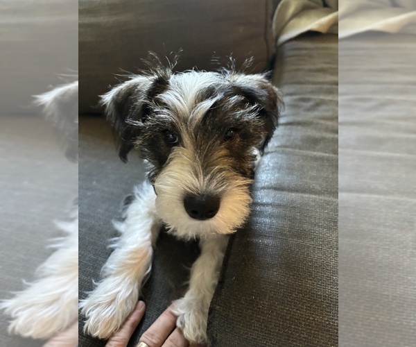 Medium Photo #7  Breeder Profile in SAINT MARYS, KS, USA