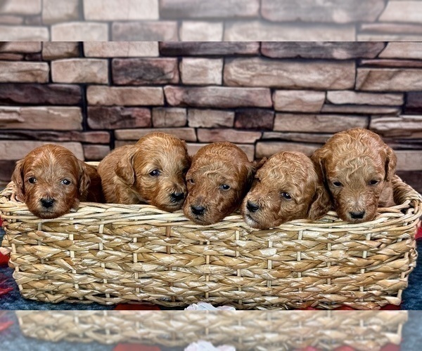 Medium Photo #43  Breeder Profile in HALTOM CITY, TX, USA