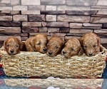 Small #42 Breeder Profile image