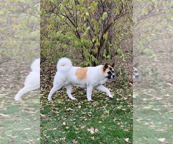 Medium Photo #1  Breeder Profile in ELKHART, IN, USA