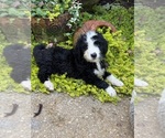 Small #4 Breeder Profile image