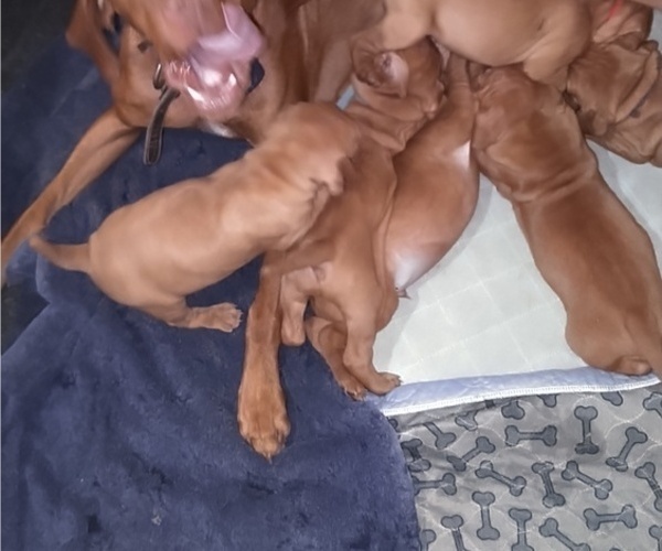 Medium Photo #8  Breeder Profile in ALPINE, TX, USA