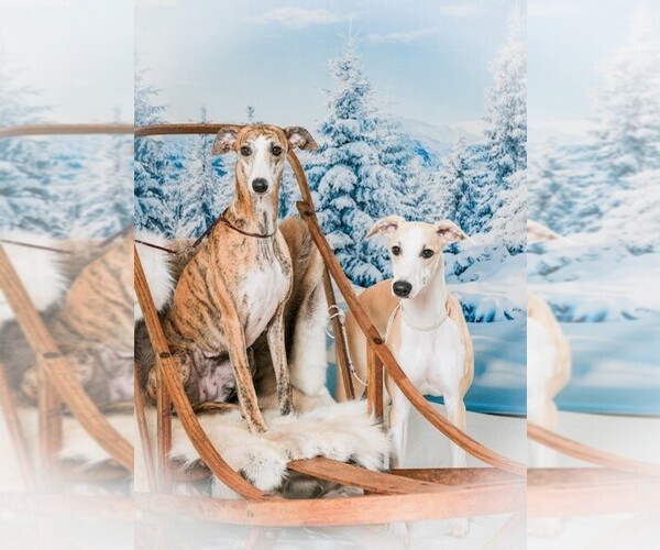Medium Photo #8  Breeder Profile in COVENTRY, RI, USA