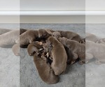 Small #2 Breeder Profile image
