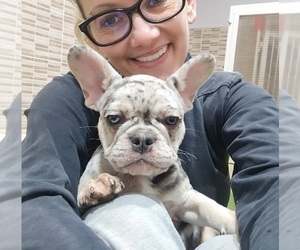 French Bulldog Dog Breeder near Dombrad, Szabolcs-Szatmar-Bereg, Hungary