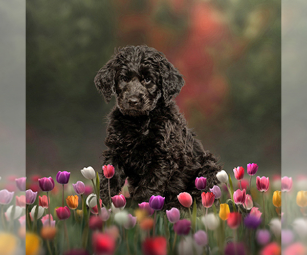 Medium Photo #2  Breeder Profile in JEDDO, MI, USA