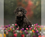 Small #1 Breeder Profile image