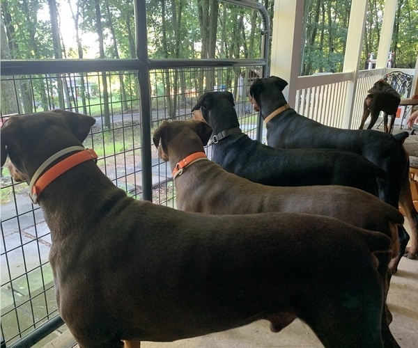 Medium Photo #1  Breeder Profile in BRISTOL, CT, USA