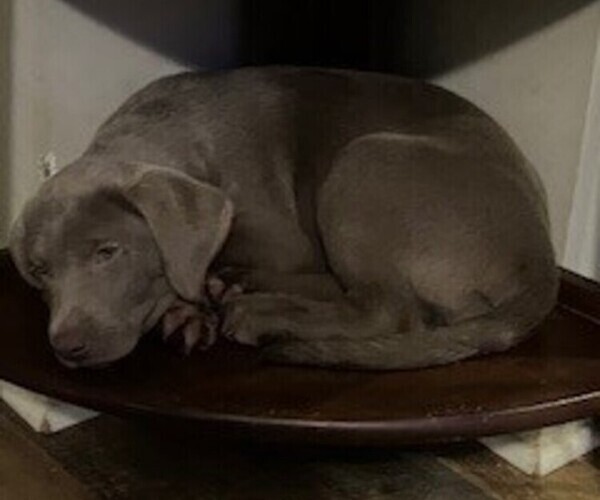 Medium Photo #8  Breeder Profile in GARNER, NC, USA