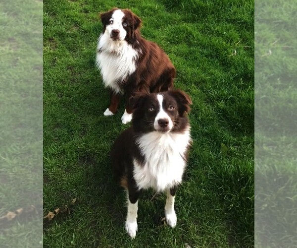 Medium Photo #1  Breeder Profile in BENTON CITY, WA, USA