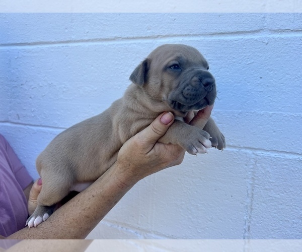 Medium Photo #4  Breeder Profile in GOSHEN, KY, USA