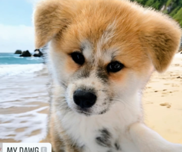 Medium Photo #1  Breeder Profile in DAYTONA BEACH SHORES, FL, USA