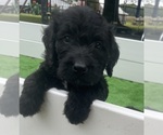 Small #21 Breeder Profile image