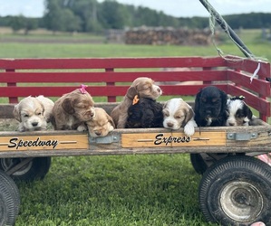 Bernese Mountain Dog Dog Breeder near ATHENS, WI, USA