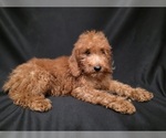 Small #14 Breeder Profile image