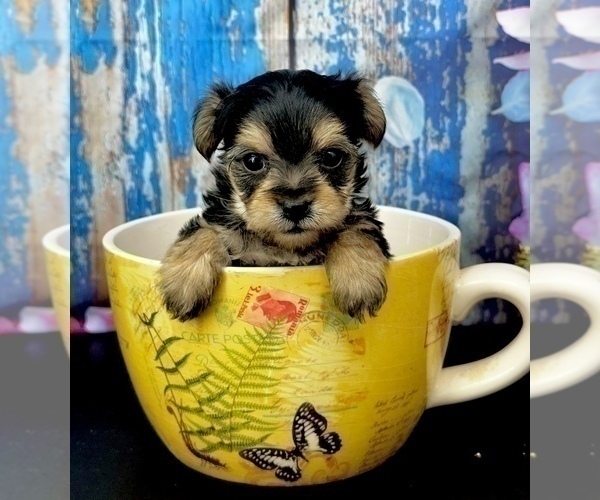 Medium Photo #12  Breeder Profile in CASSVILLE, MO, USA