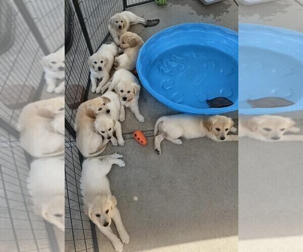 Medium Photo #1  Breeder Profile in BROWNSTOWN, MI, USA