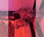 Small #7 Breeder Profile image