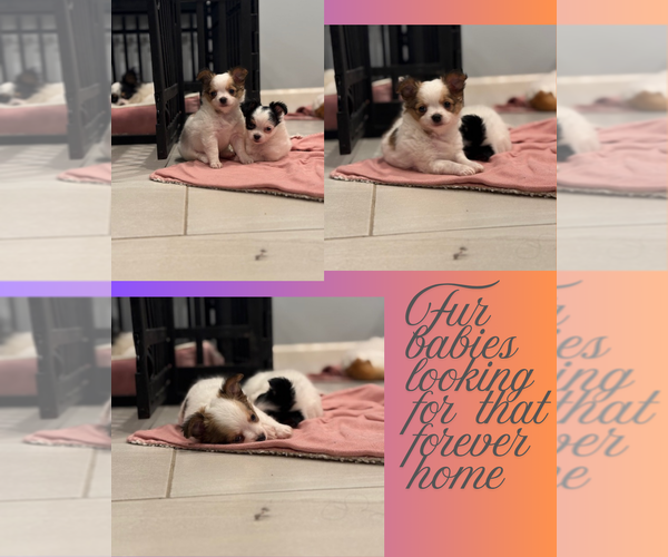 Medium Photo #1  Breeder Profile in STREAMWOOD, IL, USA