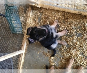 German Shepherd Dog Dog Breeder near LYNCHBURG, OH, USA