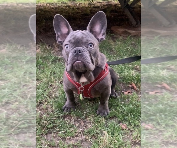 Medium Photo #1  Breeder Profile in SAN JOSE, CA, USA