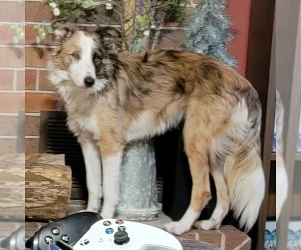 Medium Photo #1  Breeder Profile in DOUGLASS, KS, USA