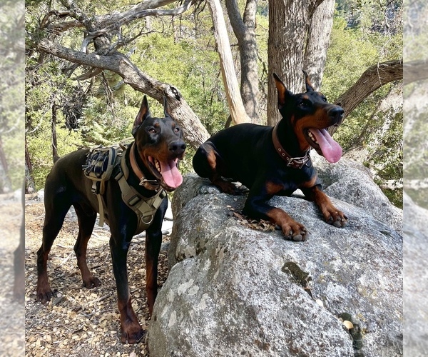 Medium Photo #1  Breeder Profile in NUEVO, CA, USA