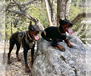 Doberman Pinscher Dog Breeder near NUEVO, CA, USA