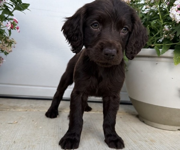 Medium Photo #4  Breeder Profile in HAZEL GREEN, AL, USA