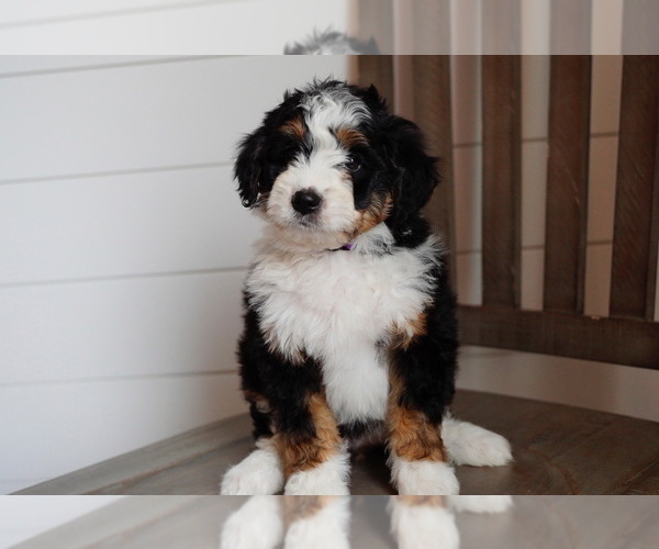 Medium Photo #2  Breeder Profile in AM FORK, UT, USA