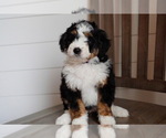 Small #1 Breeder Profile image