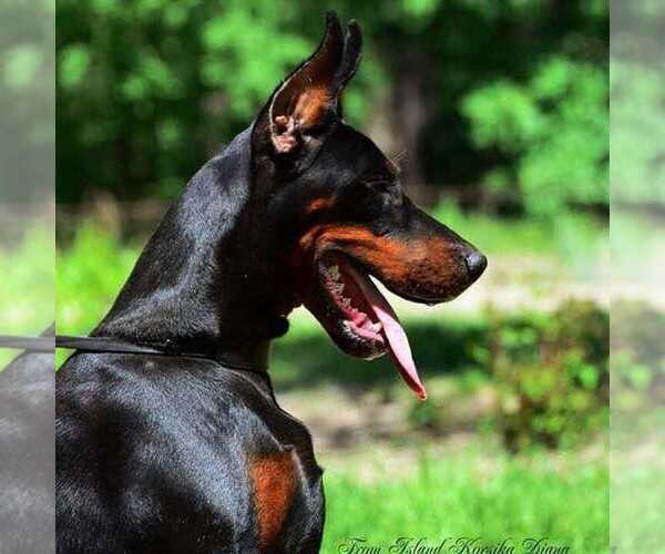 Medium Photo #1  Breeder Profile in Obukhiv, Kyiv, Ukraine