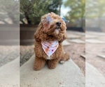 Small #33 Breeder Profile image