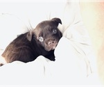Small breeder photo