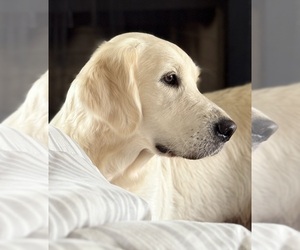 English Cream Golden Retriever Dog Breeder near WHITE HOUSE, TN, USA