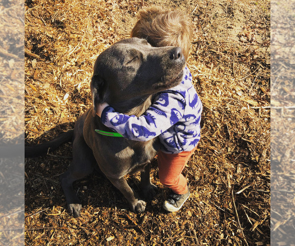 Medium Photo #1  Breeder Profile in ANGIER, NC, USA