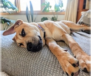 English Mastweiler Dog Breeder near KOPPERL, TX, USA