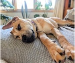 Small breeder photo