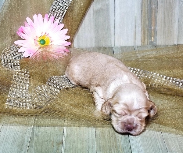 Medium Photo #1  Breeder Profile in TERRY, MS, USA