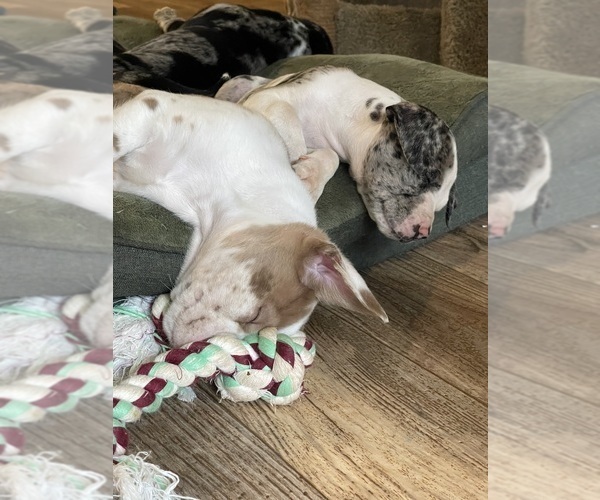 Medium Photo #19  Breeder Profile in WESTFIELD, NC, USA