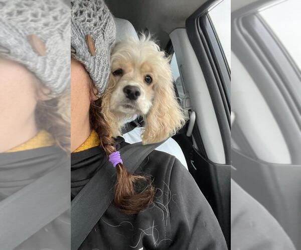 Medium Photo #70  Breeder Profile in Aylmer, Ontario, Canada