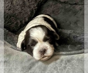 Shih Tzu Dog Breeder near AUSTELL, GA, USA