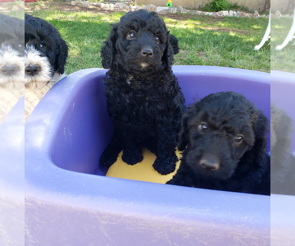 Medium Photo #5  Breeder Profile in ROY, UT, USA