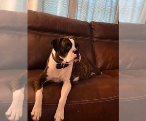 Boxer Dog Breeder near WALNUT GROVE, MO, USA