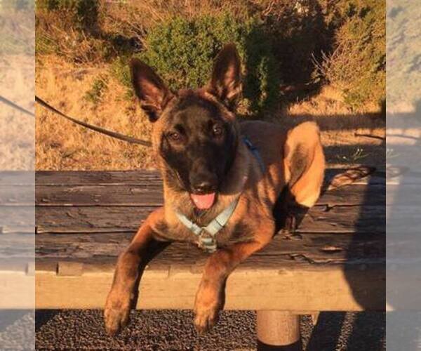 Medium Photo #1  Breeder Profile in EMERYVILLE, CA, USA