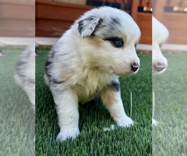 Medium Photo #7  Breeder Profile in CRESTLINE, CA, USA