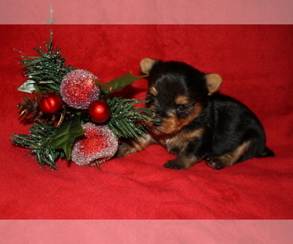 Medium Photo #1  Breeder Profile in MANHATTAN, NY, USA