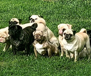 Pug Dog Breeder near KERNERSVILLE, NC, USA