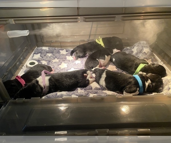 Medium Photo #2  Breeder Profile in MCDONOUGH, GA, USA