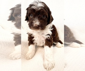 F2 Aussiedoodle Dog Breeder near GASTONIA, NC, USA